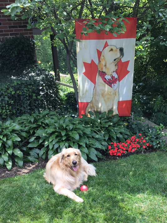 Flag - Golden & Canadian Flag